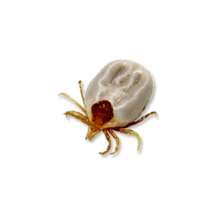 Untitled design (4).png