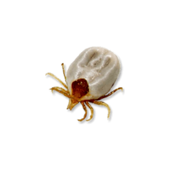 Untitled design (4).png
