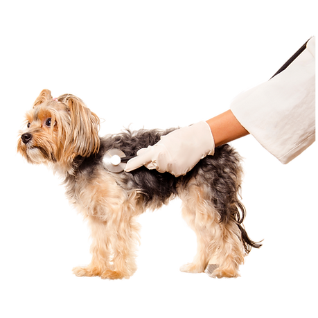 Untitled design (17).png