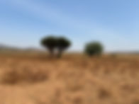 TX LAND.jpeg