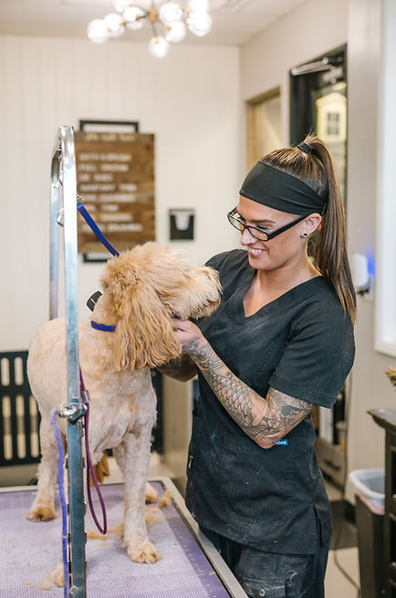 Professional dog groomer styling a fluffy golden dog.