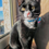 Thumbnail: Pet Portrait Painting