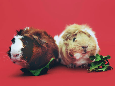 Furry family