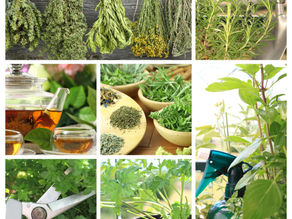 Why Choose Herbal Medicine?