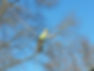 One of the Best Tree Services in Chattanooga