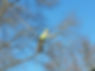 One of the Best Tree Services in Chattanooga