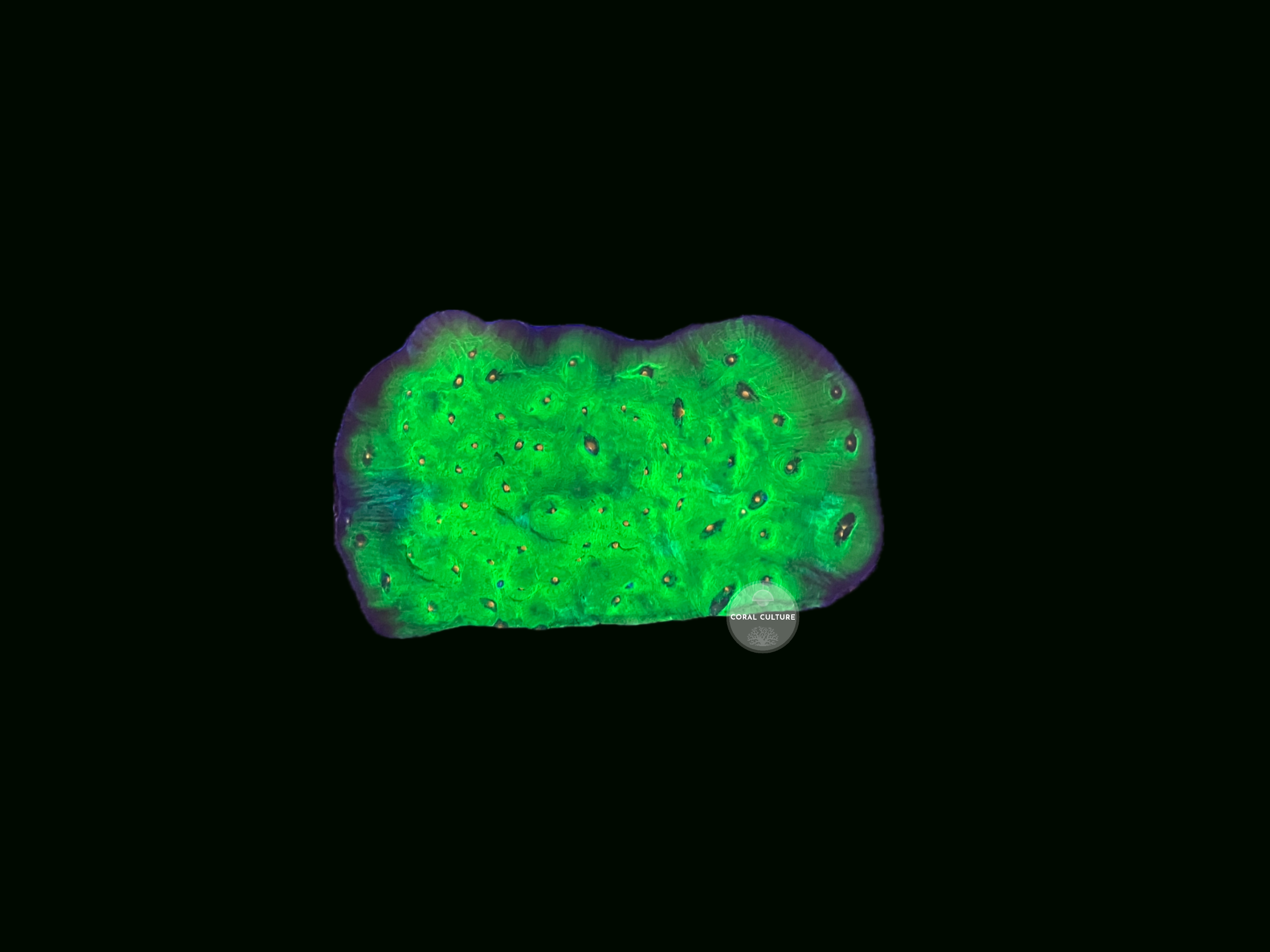 WYSIWYG XL Avatar Chalice