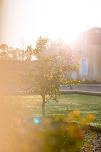 Château Rouillac - Déc. 20-11.jpg