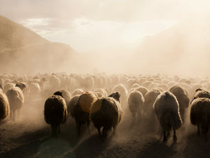 A herd of sheep in the desert