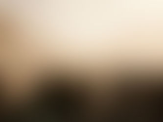 A herd of sheep in the desert