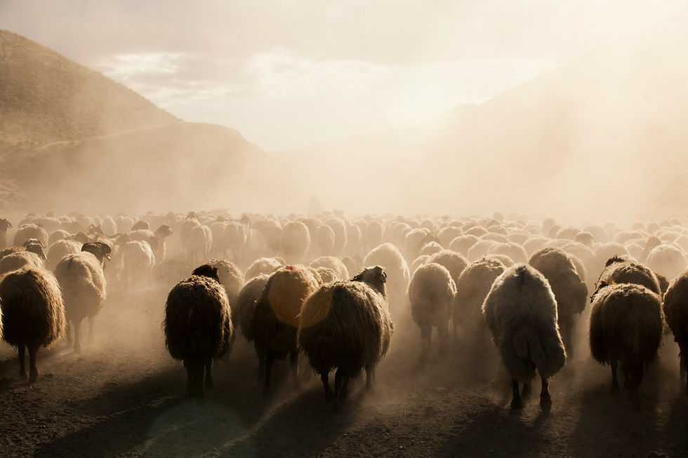 A herd of sheep in the desert