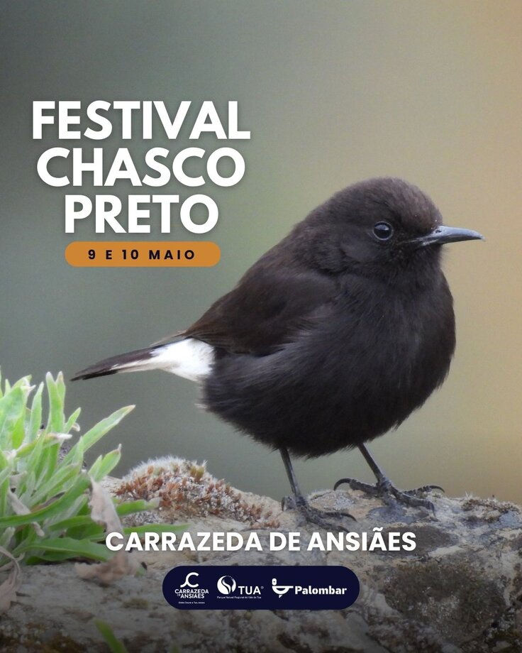 Festival Chasco Preto