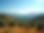 A panoramic-landscape-shot of sun-drenched olive groves stretching across rolling hills un