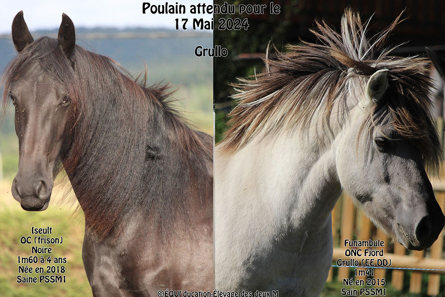 IMG_9789 (2) Iseult x funambule 2024.jpg