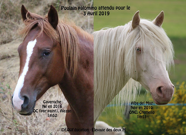 Alba - Gaveroche 3 (3).jpg