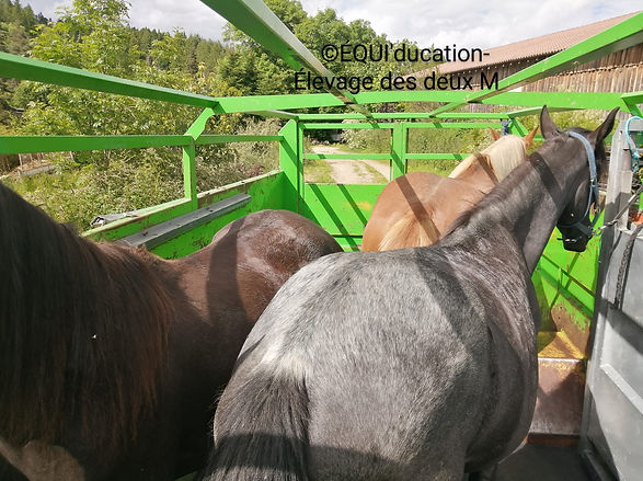 448643455_876952150907738_1998221352774959417_n.jpg