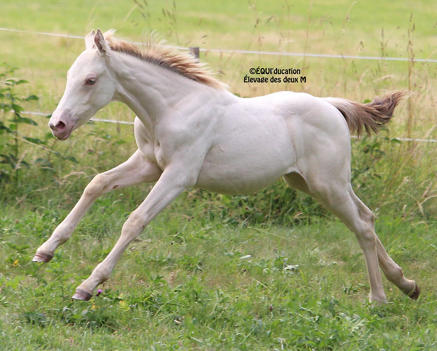 IMG_1106 (2) - Copie.JPG