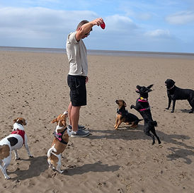 Group Dog walk near Heysham