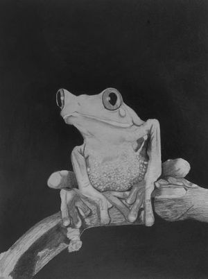 Tree Frog