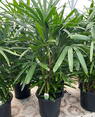 Lady Palm (Rhapis excelsa) 300mm.HEIC