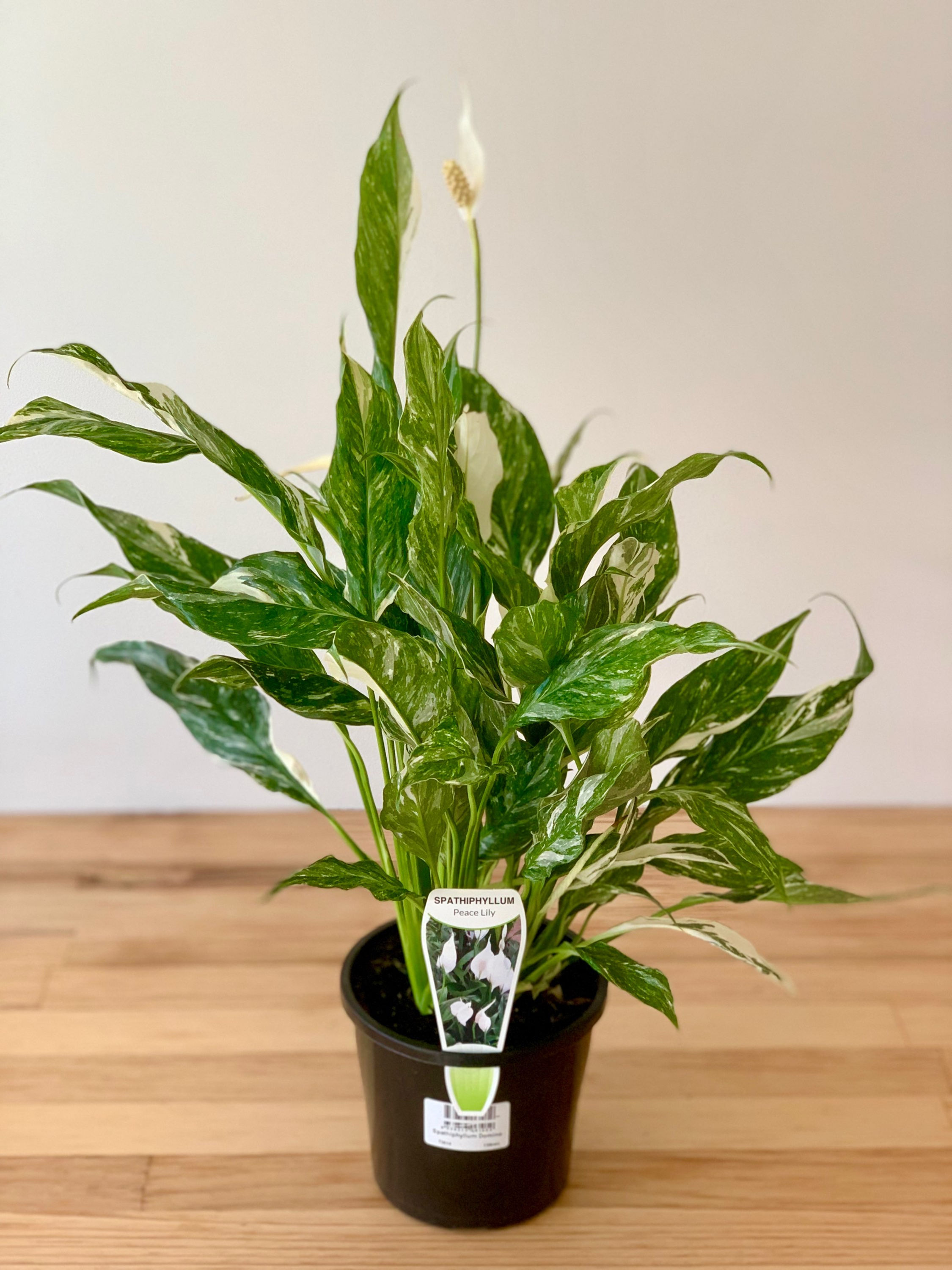 Spathiphyllum Domino (130mm)