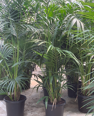 Howea forsteriana (Kentia Palm) 300mm.HEIC