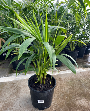 Howea forsteriana (Kentia Palm) 200mm.HEIC