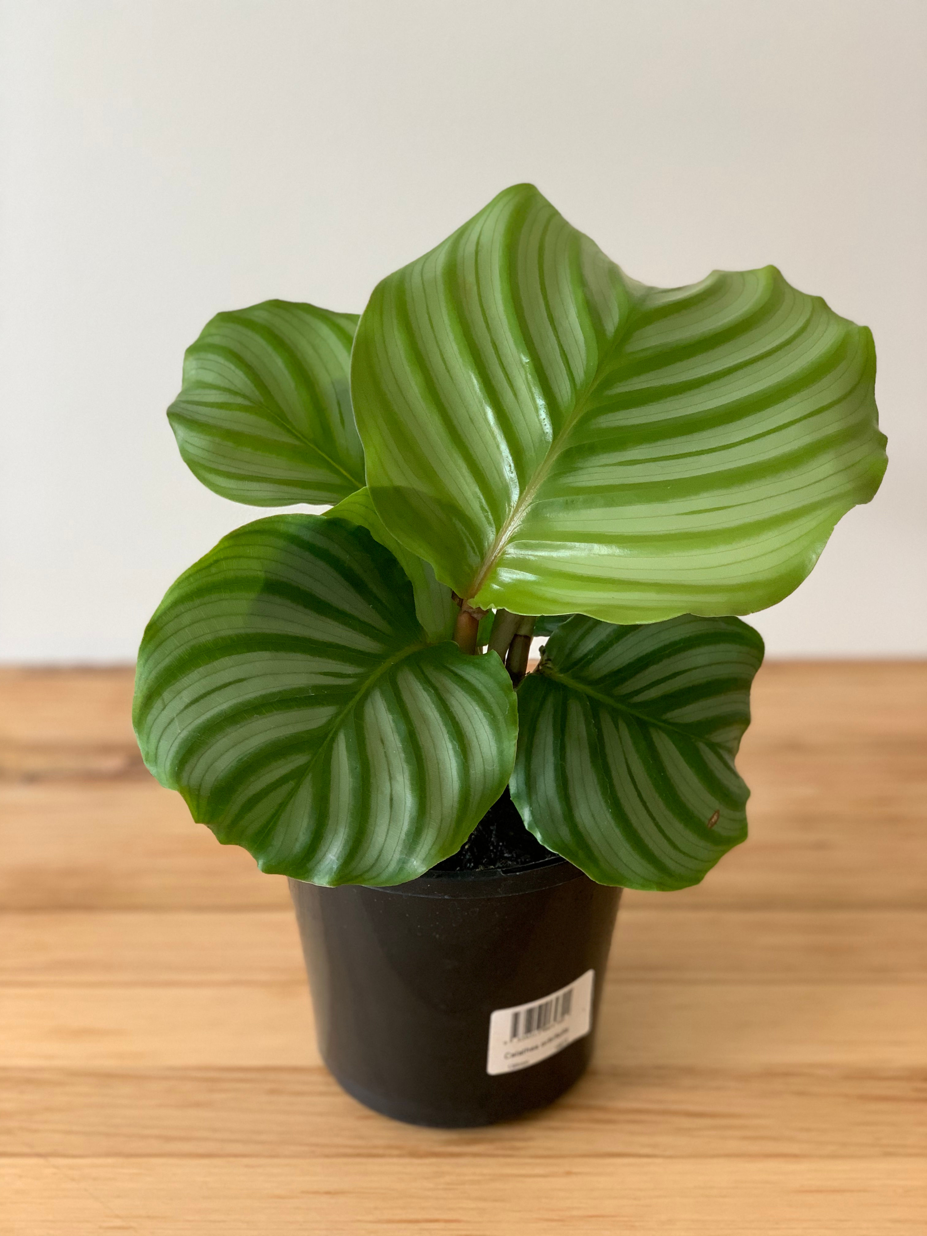 Calathea Orbifolia (130mm)