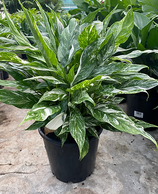 Spathiphyllum domino domino 200mm (1).HEIC