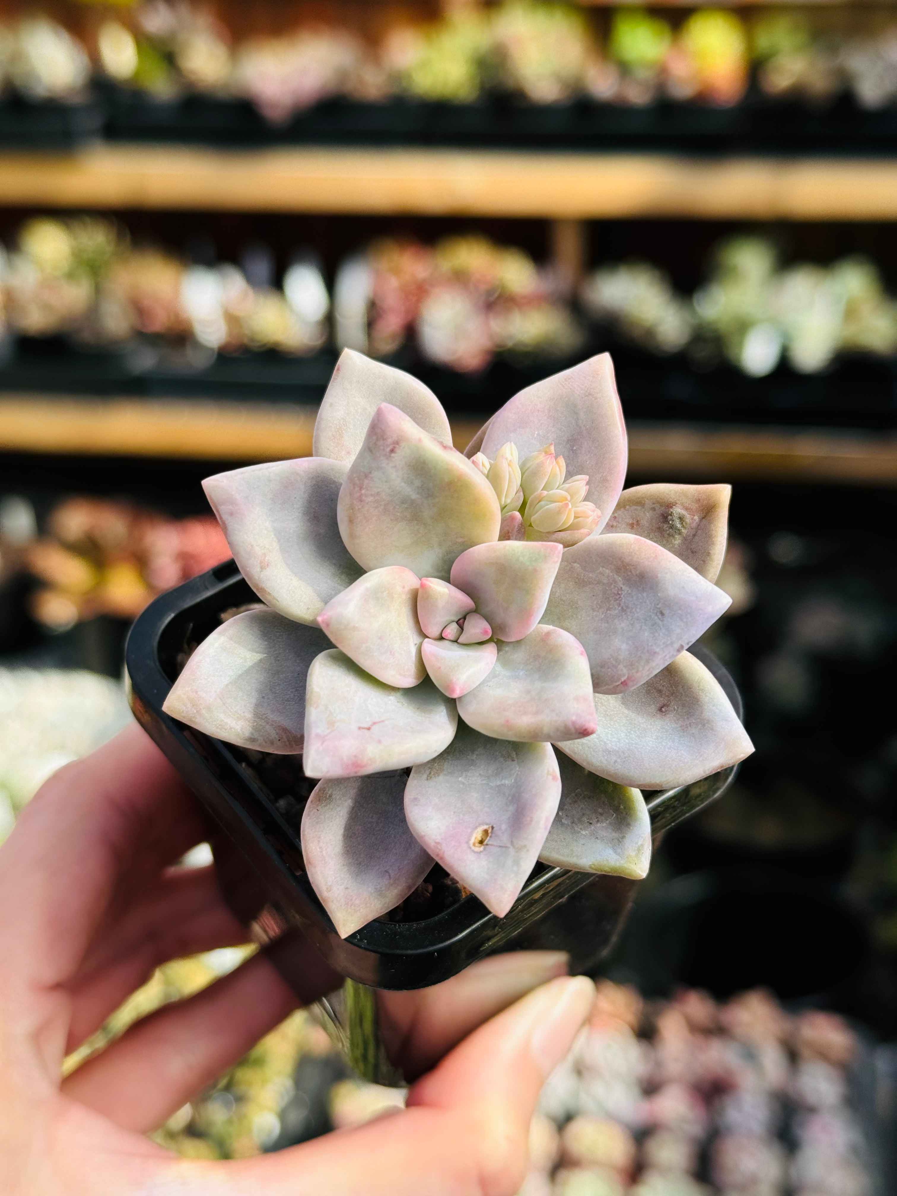 Graptoveria 'Tricolour'
