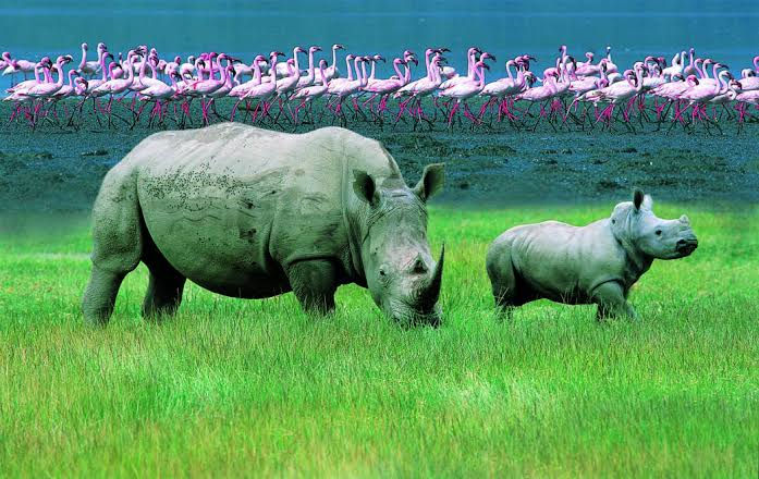 7 Days Lake Nakuru Safari