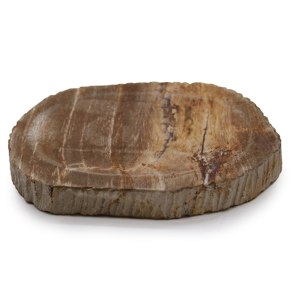 Detailed view of the petrified wood soap dish's polished surface and natural textures.