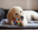 Puppy (1).png