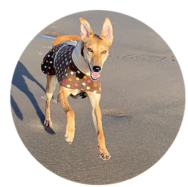 Dog recall for peace of mind