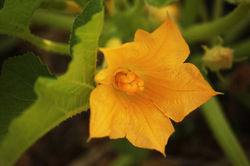 Nolichuckey Bluffs Veggie Harvest