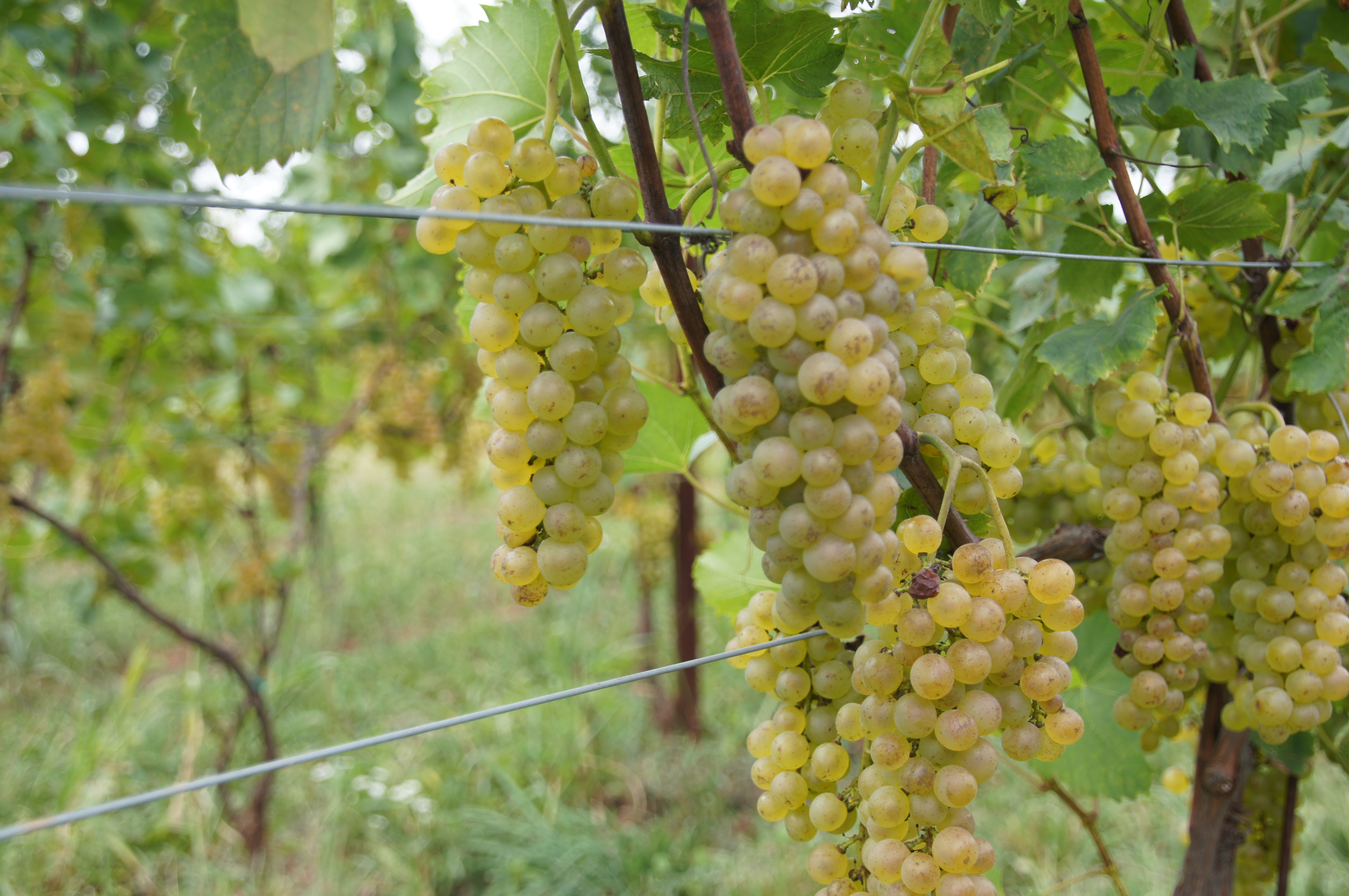 Sugarland Wines & Vines