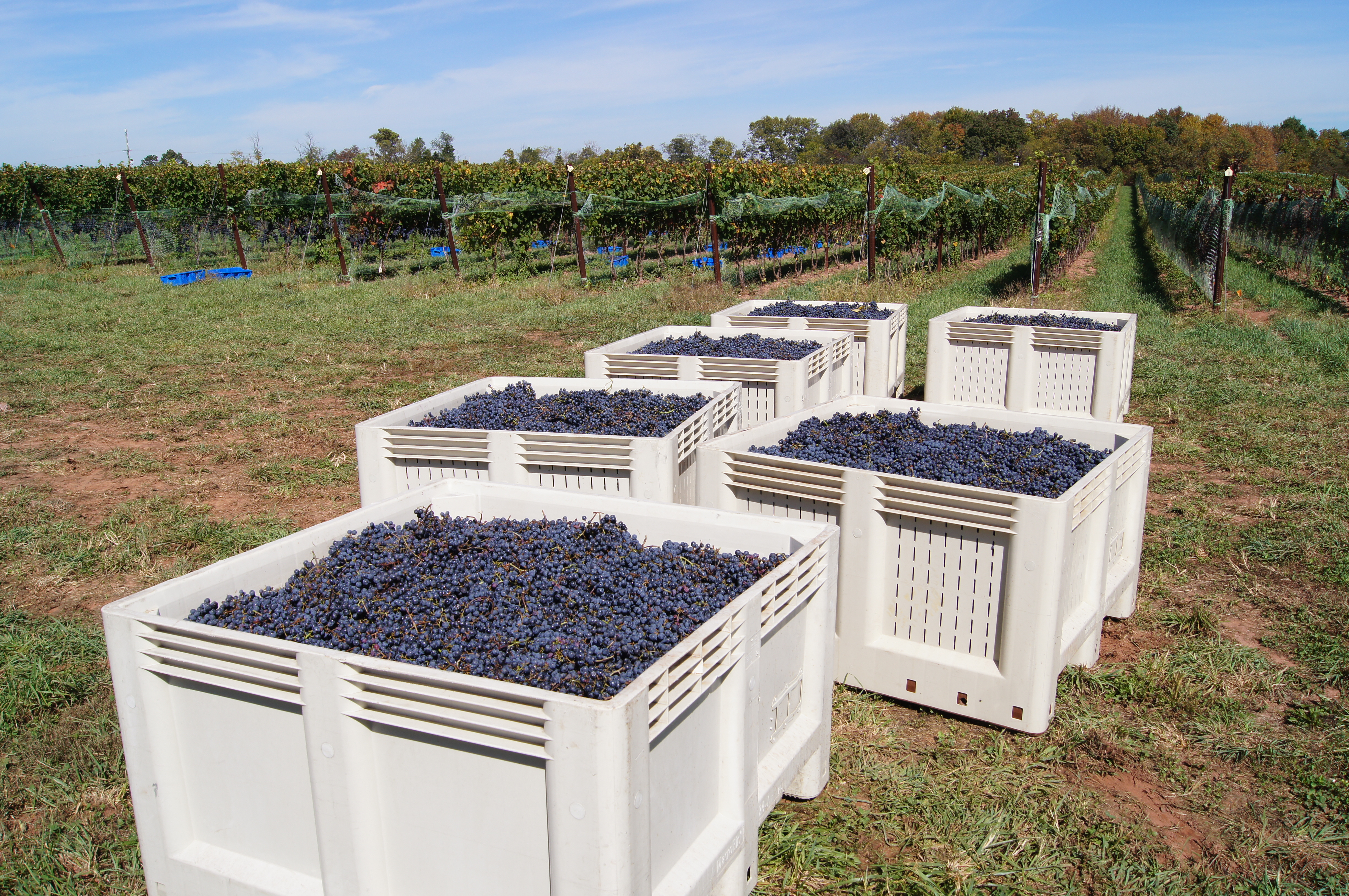Sugarland Wines & Vines