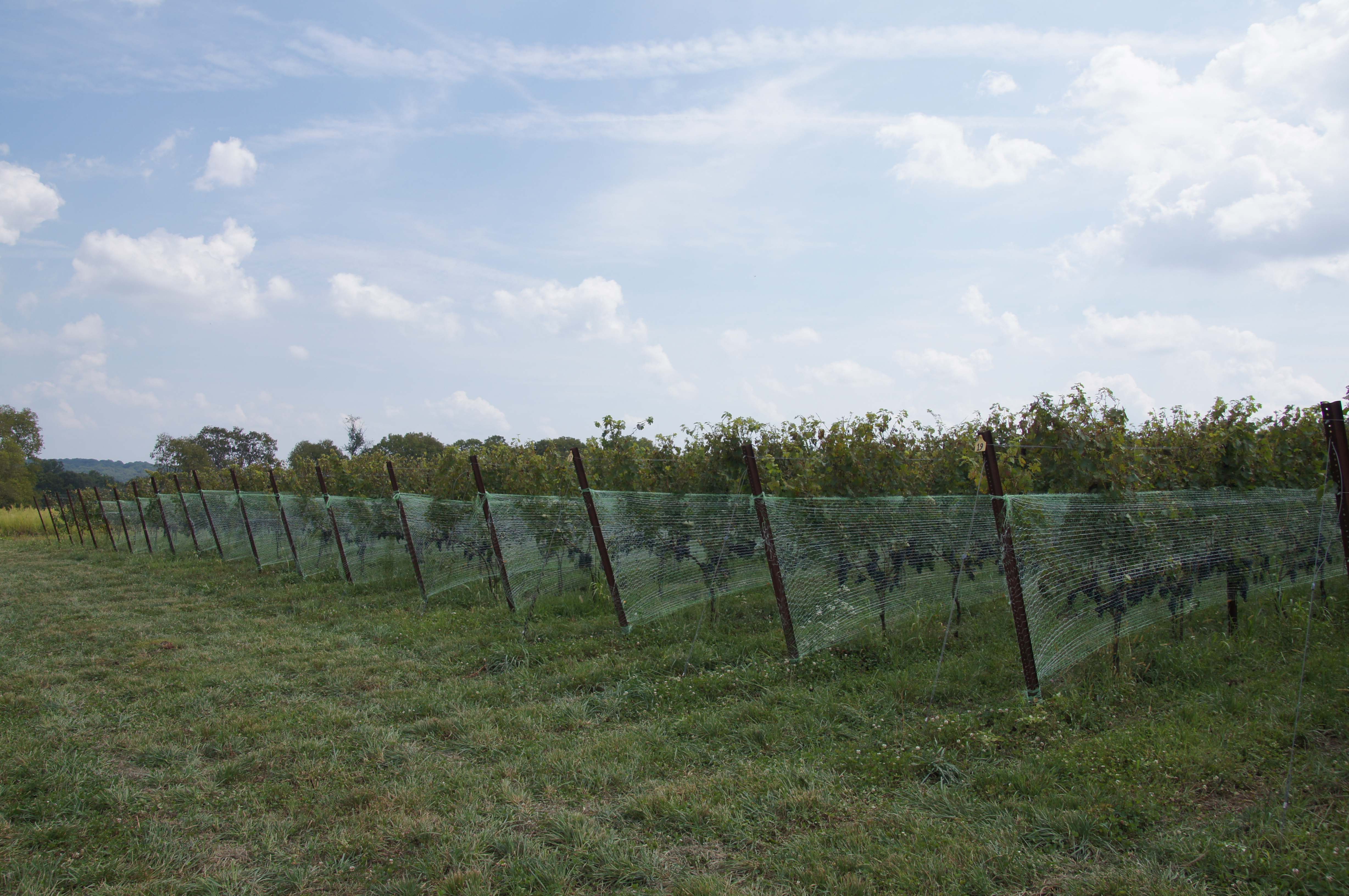Sugarland Wines & Vines