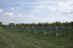 Sugarland Wines & Vines