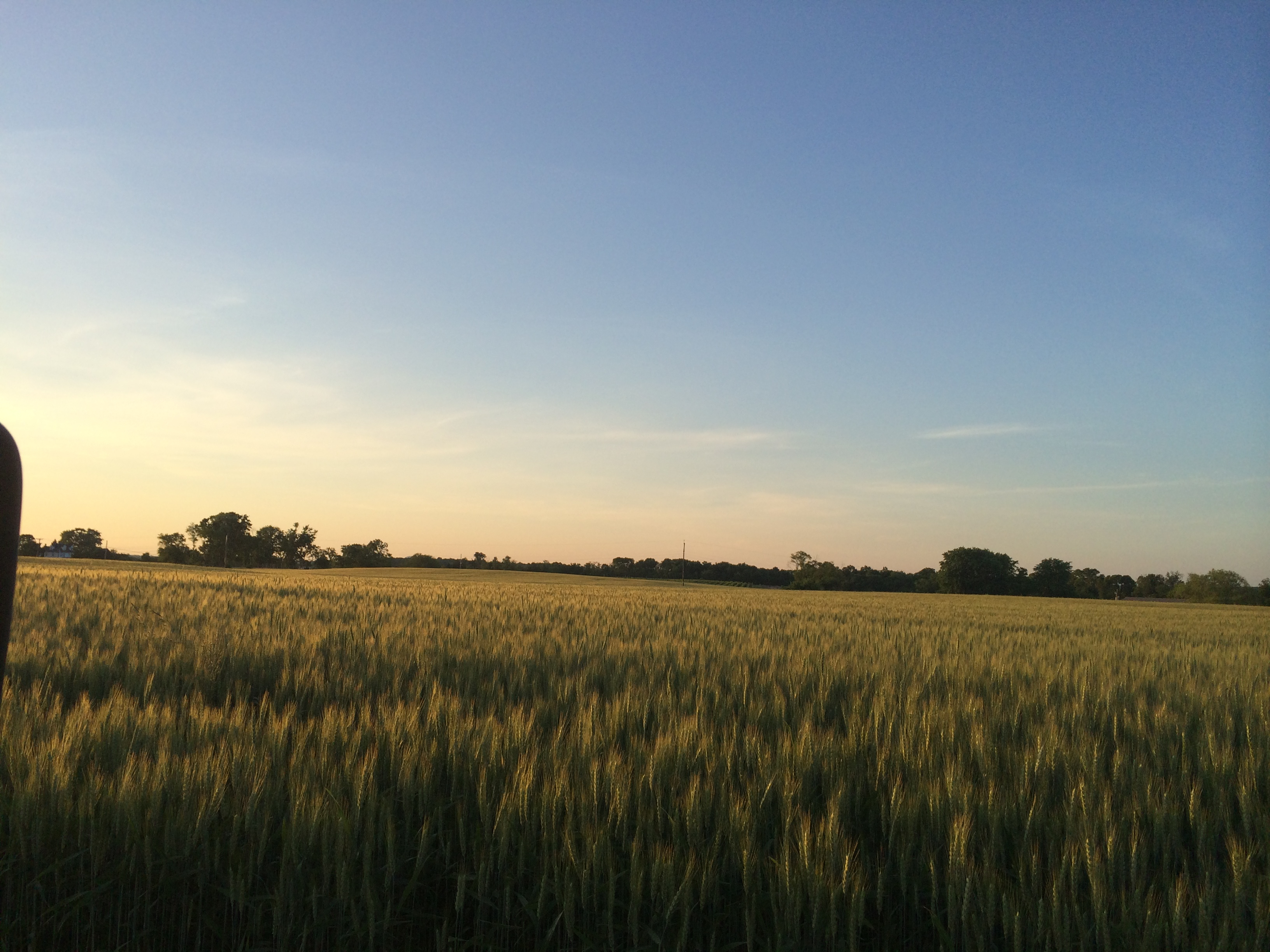 Windridge Farm