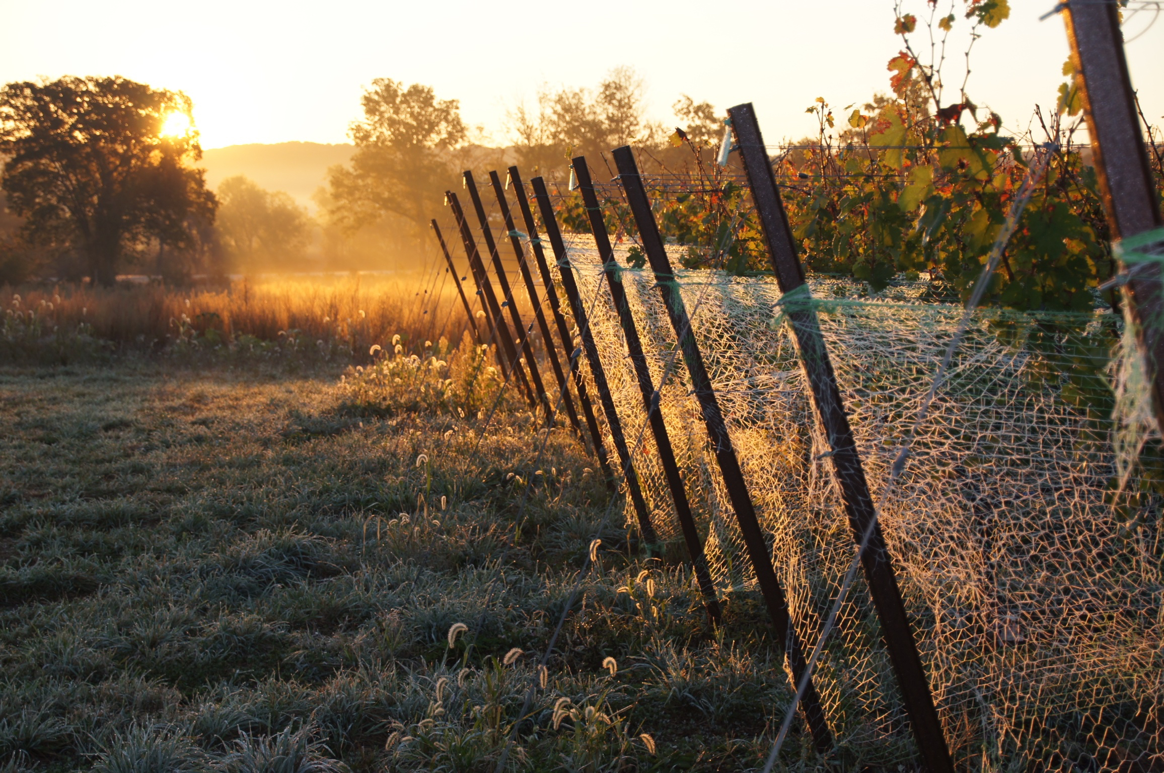 Sugarland Wines & Vines