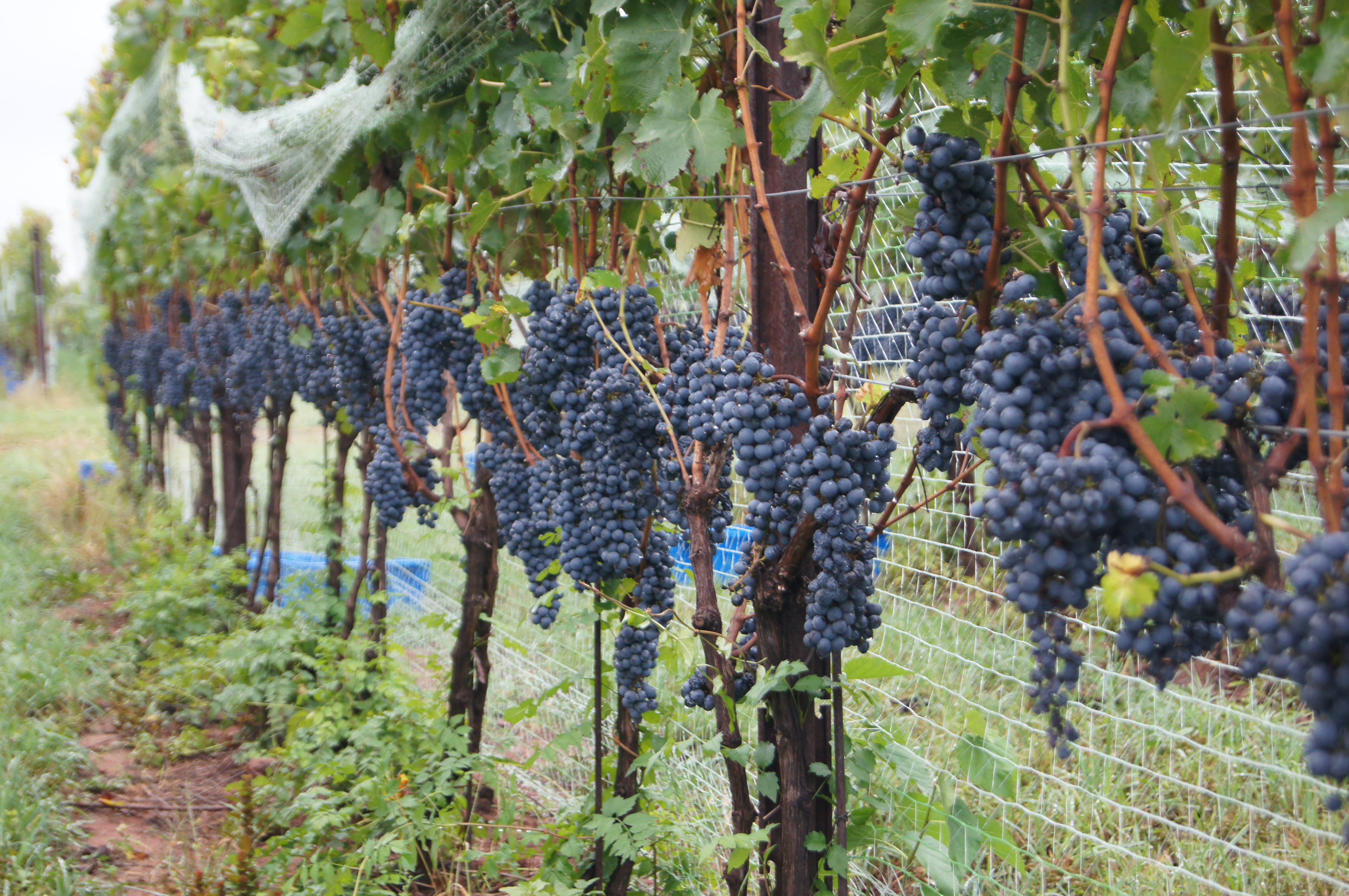 Sugarland Wines & Vines
