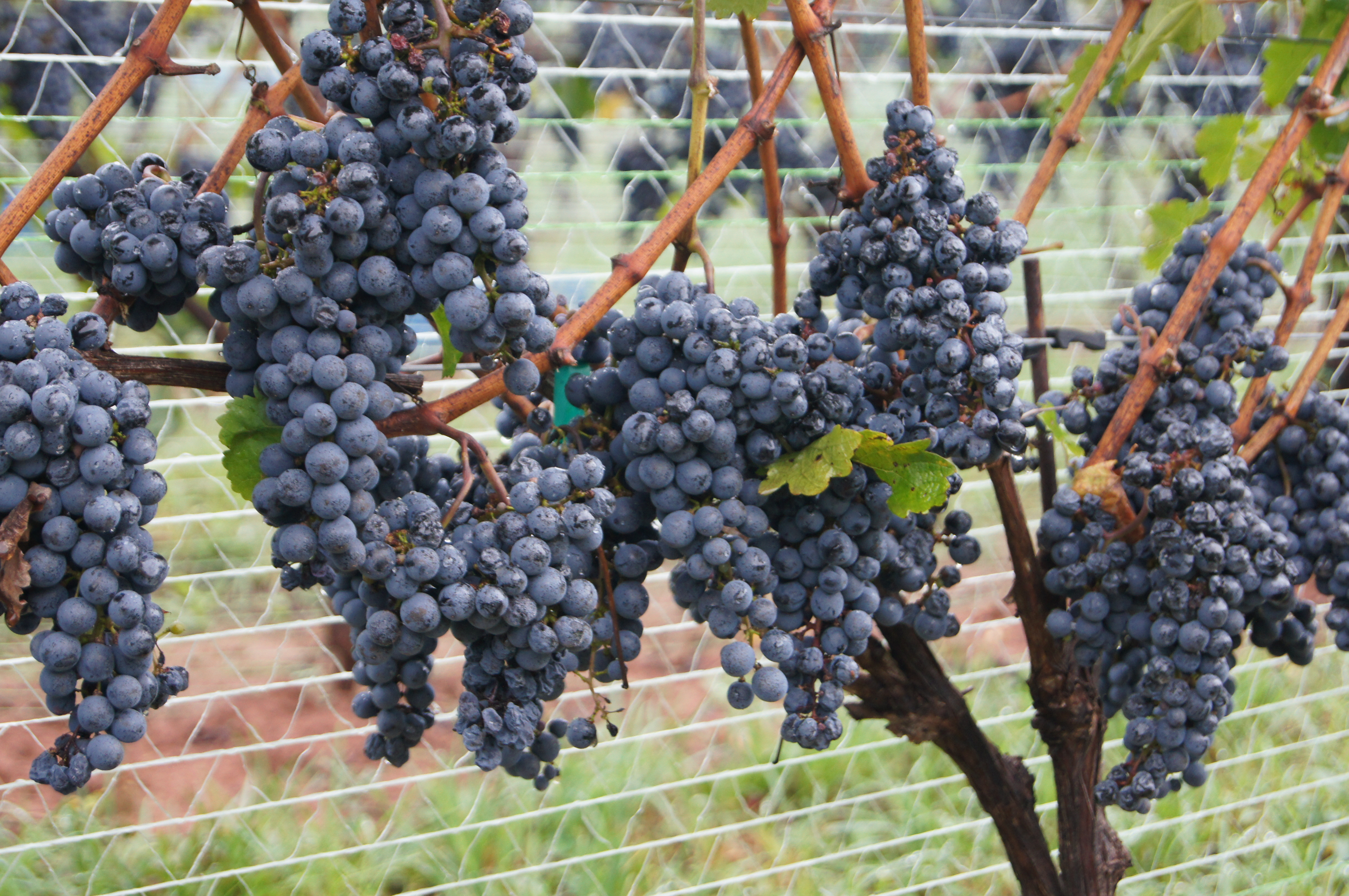 Sugarland Wines & Vines