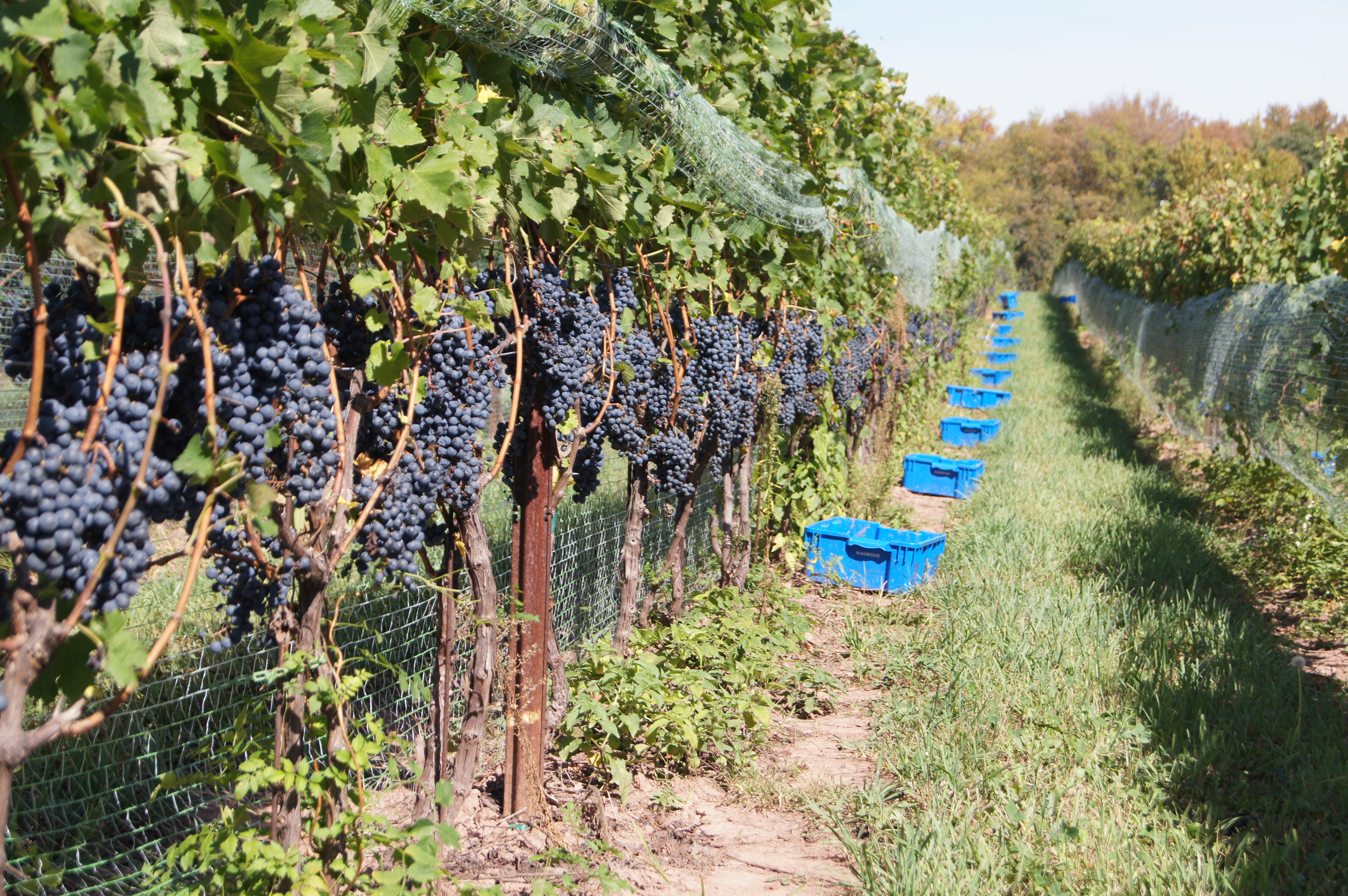 Sugarland Wines & Vines