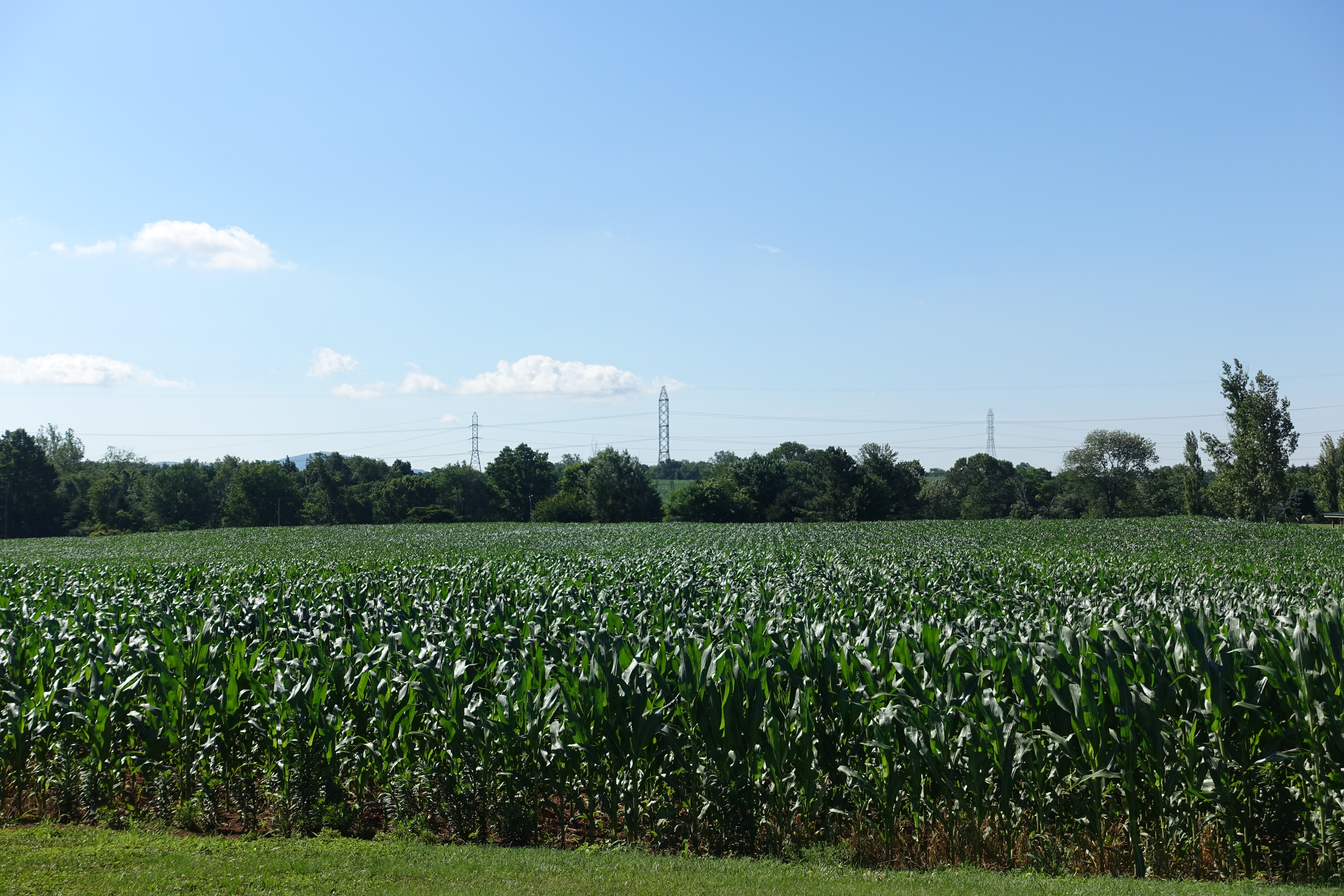 Windridge Farm