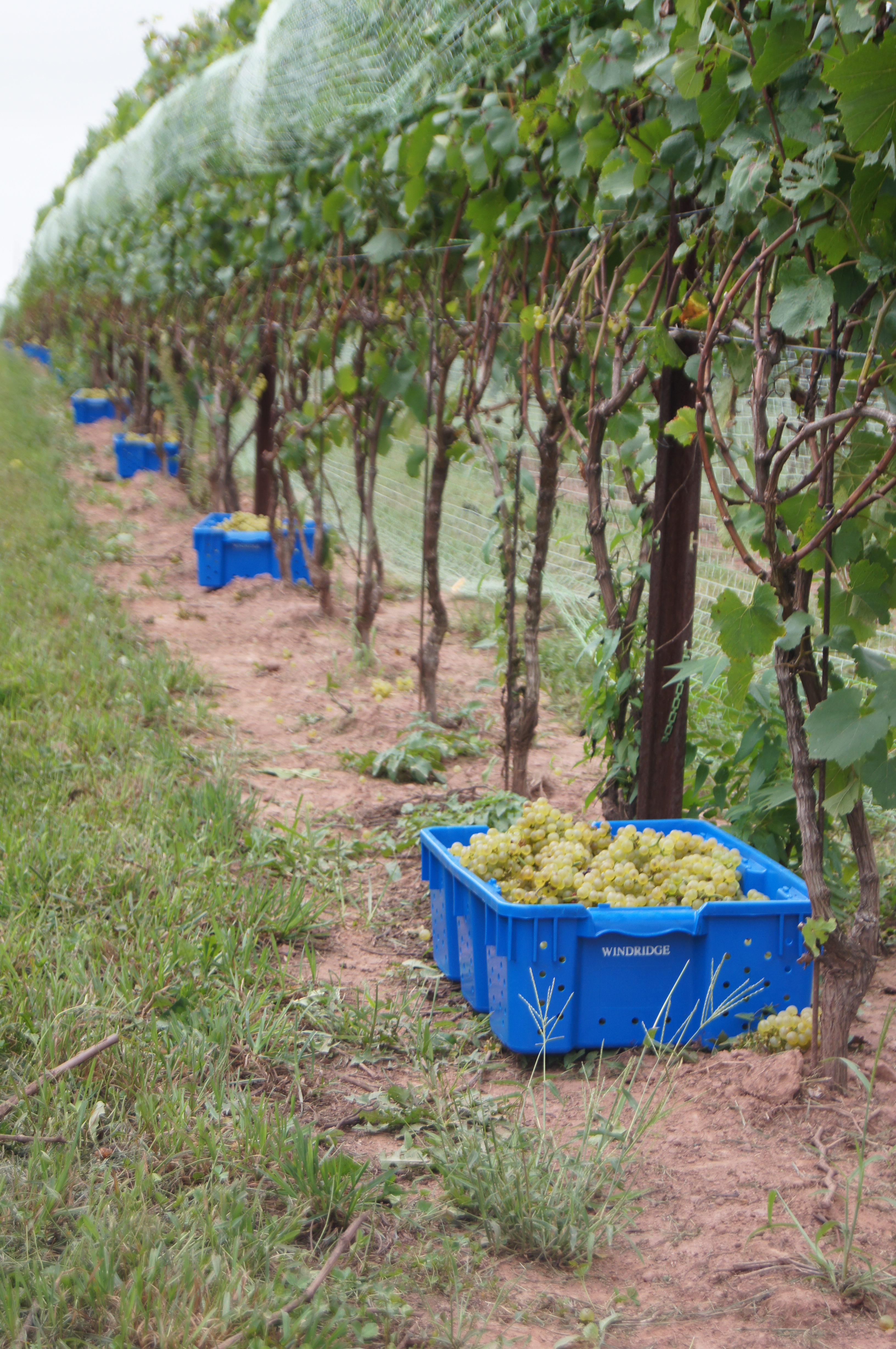 Sugarland Wines & Vines