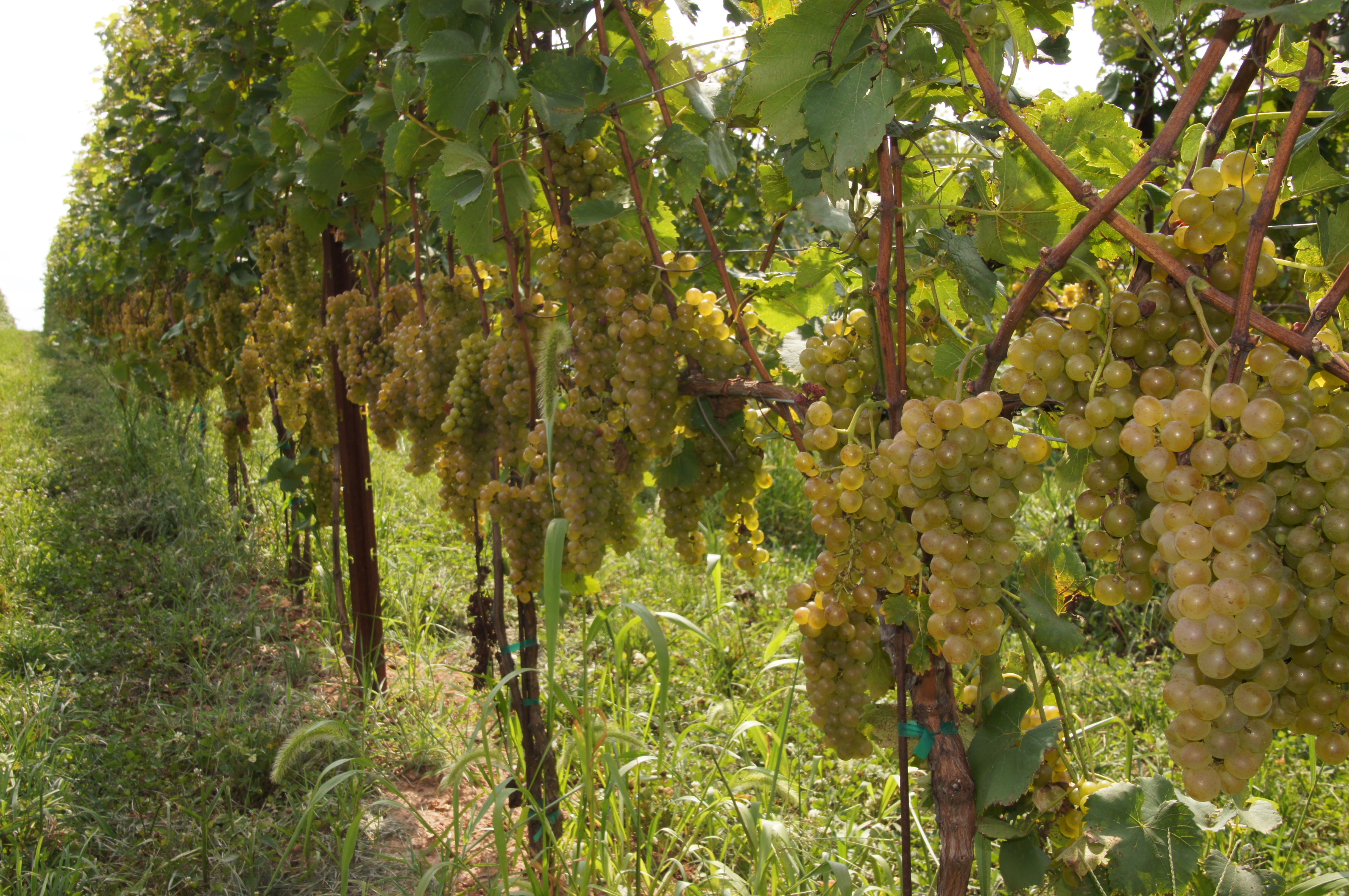 Sugarland Wines & Vines