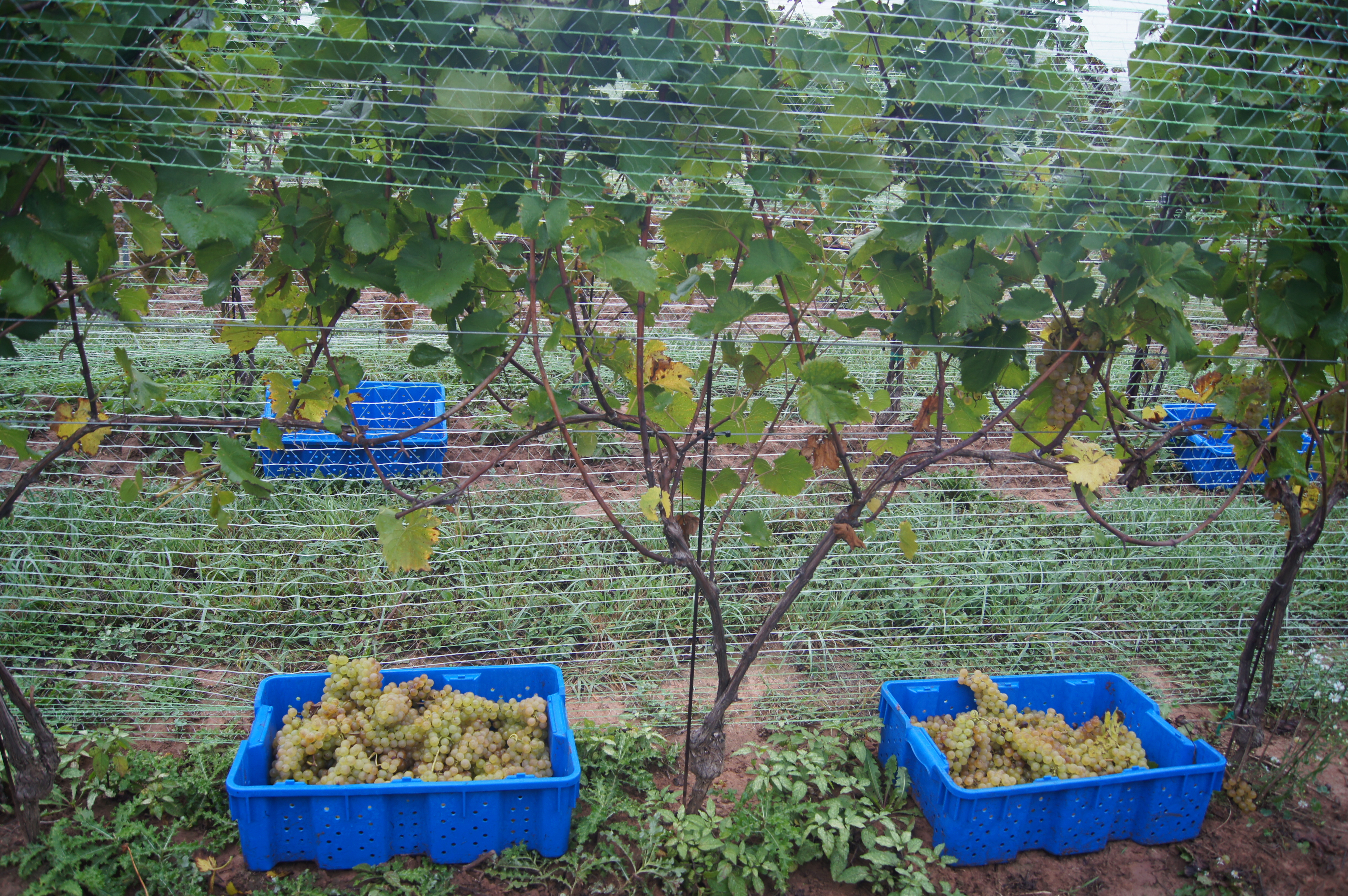 Sugarland Wines & Vines