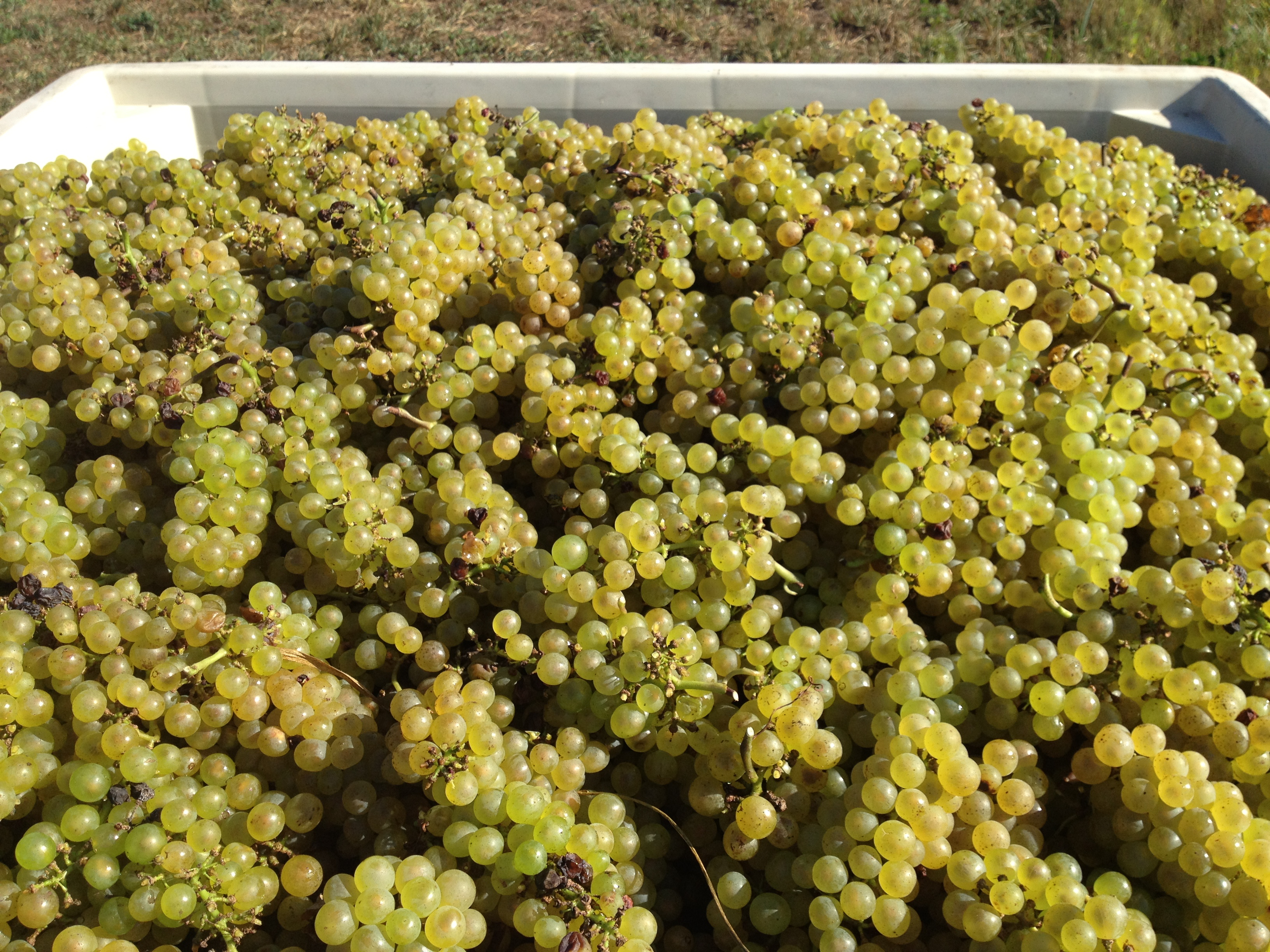 Sugarland Wines & Vines