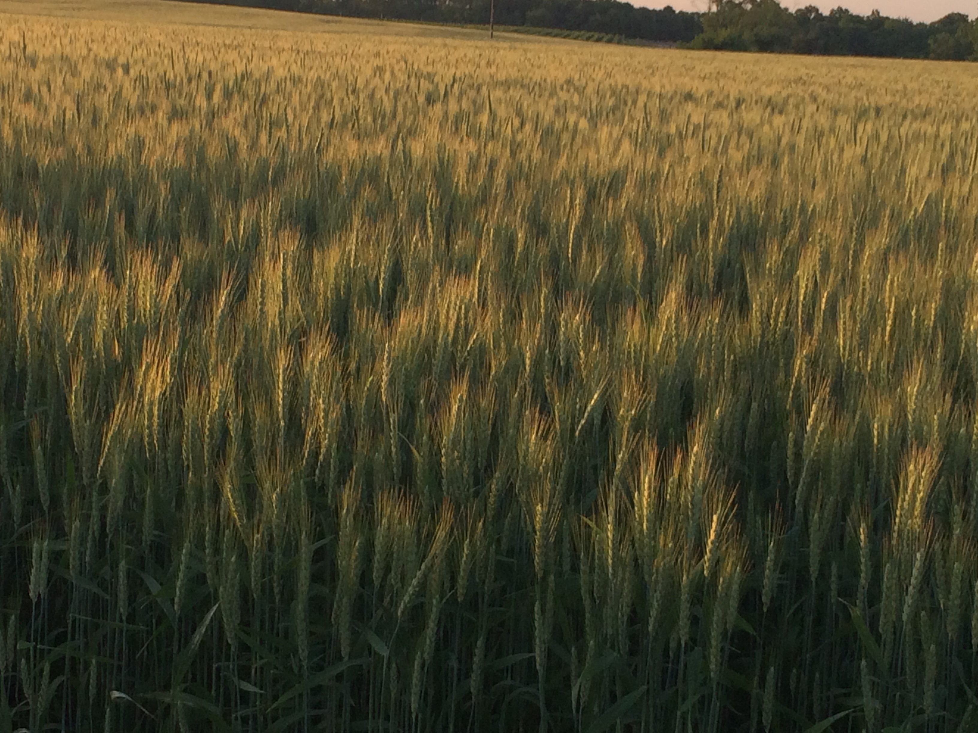 Windridge Farm